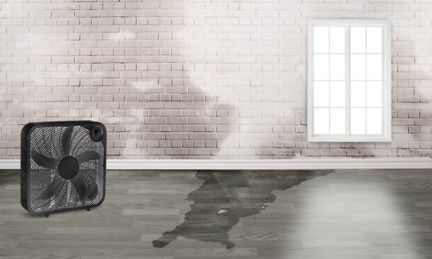 Best Carpet water damage restoration  in Fort Shawnee, OH